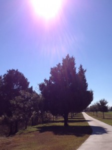photo 1 (25)